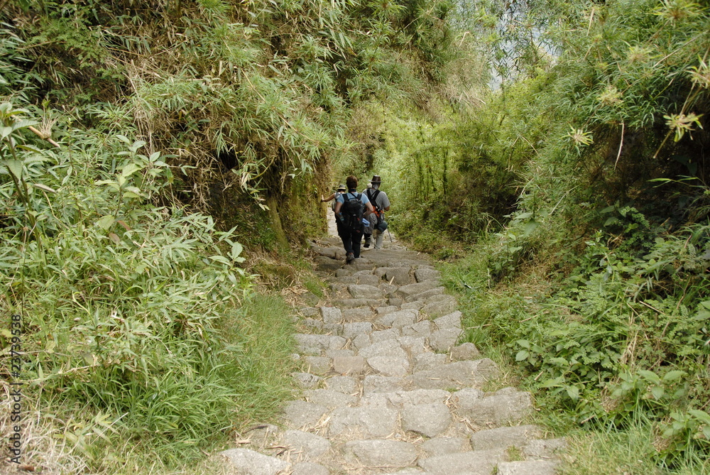 Steep stairs through the jungle on Inca trail Steep stairs through the jungle on Inca trail