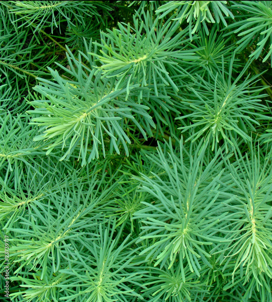 coniferous background coniferous background
