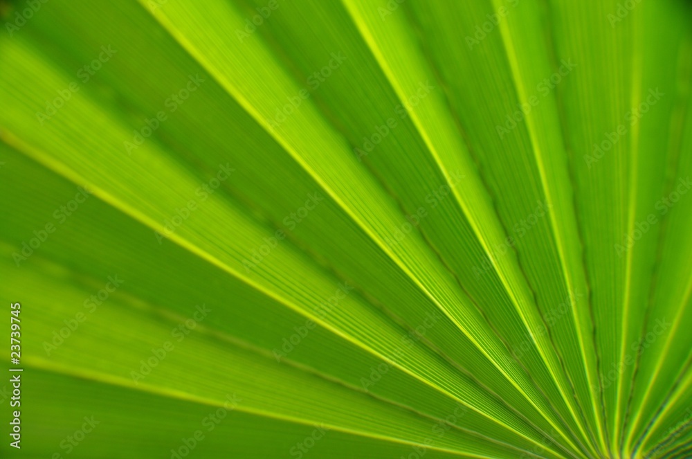 palmwedel palmwedel