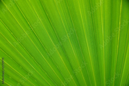 palmen wedel