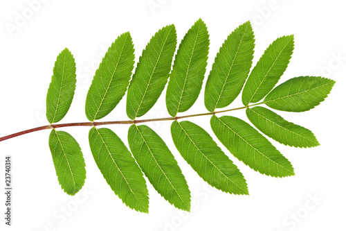 Rowan green leaf