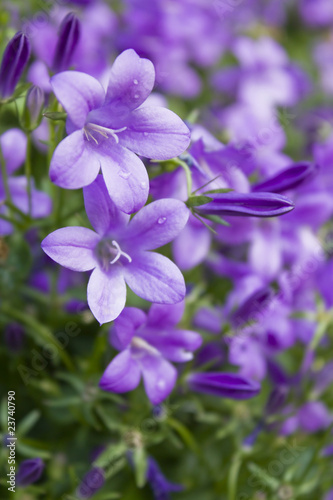 Mogentau auf Blumenwiese - Lila blau