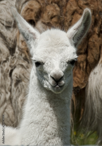 Week Old Llama 002 © oldbob