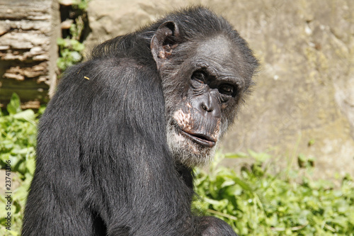 Schimpanse © tschiponnique