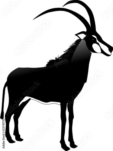 antelope