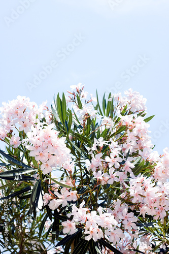 Oleanders photo