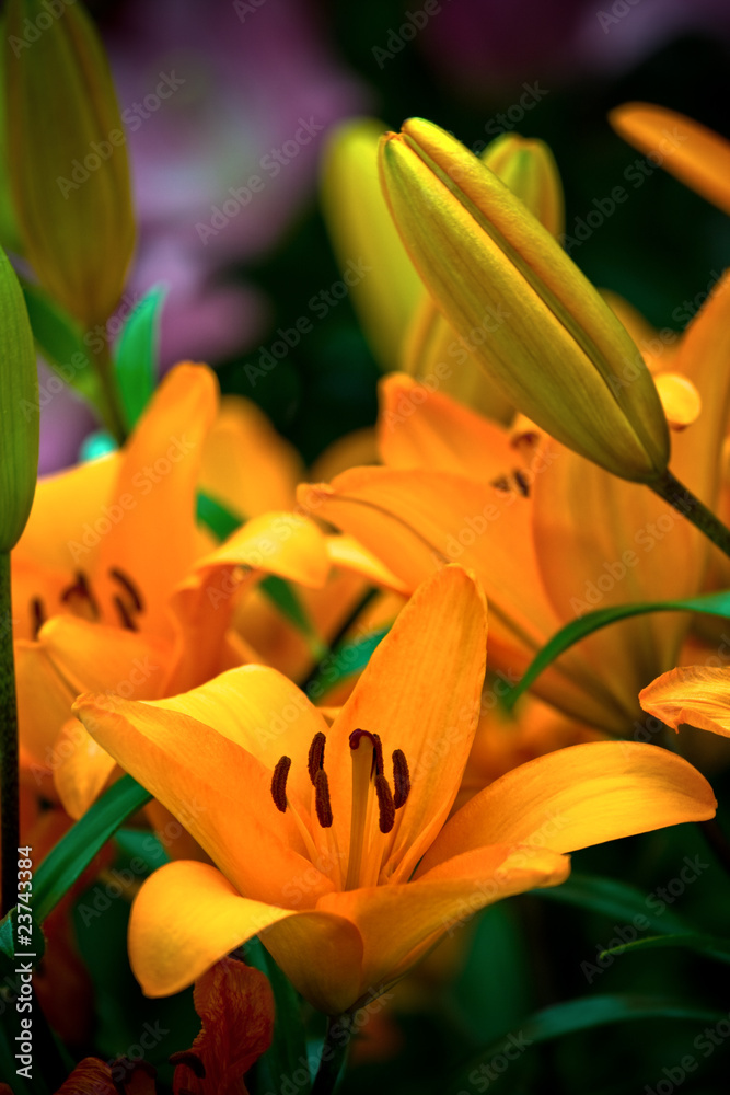 Obraz premium The yellow orchid