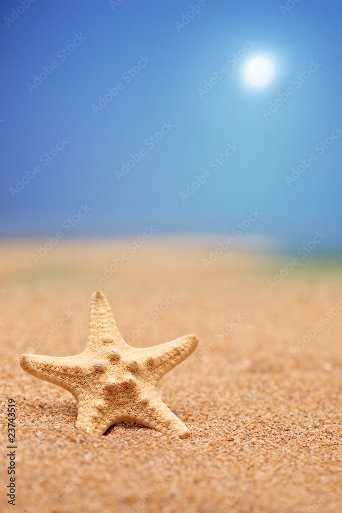 A close up of a sea star on a sandy beach A close up of a sea star on a sandy beach