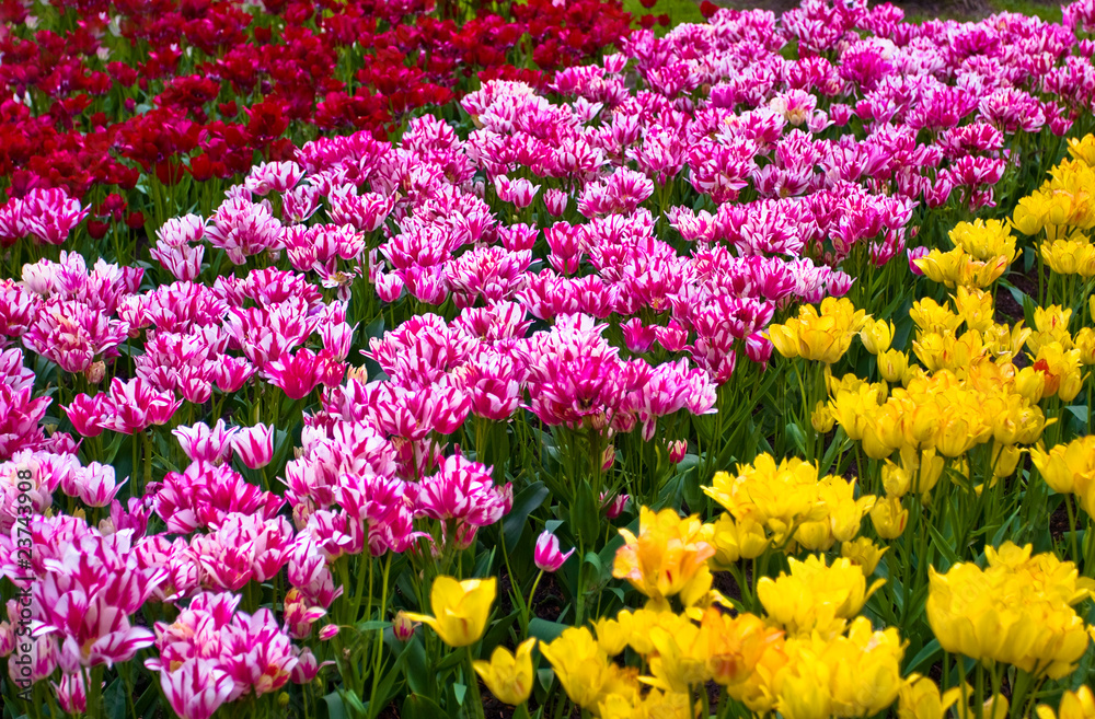 Colorful springflowers and blossom in dutch spring garden 'Keuke Colorful springflowers and blossom in dutch spring garden 'Keuke