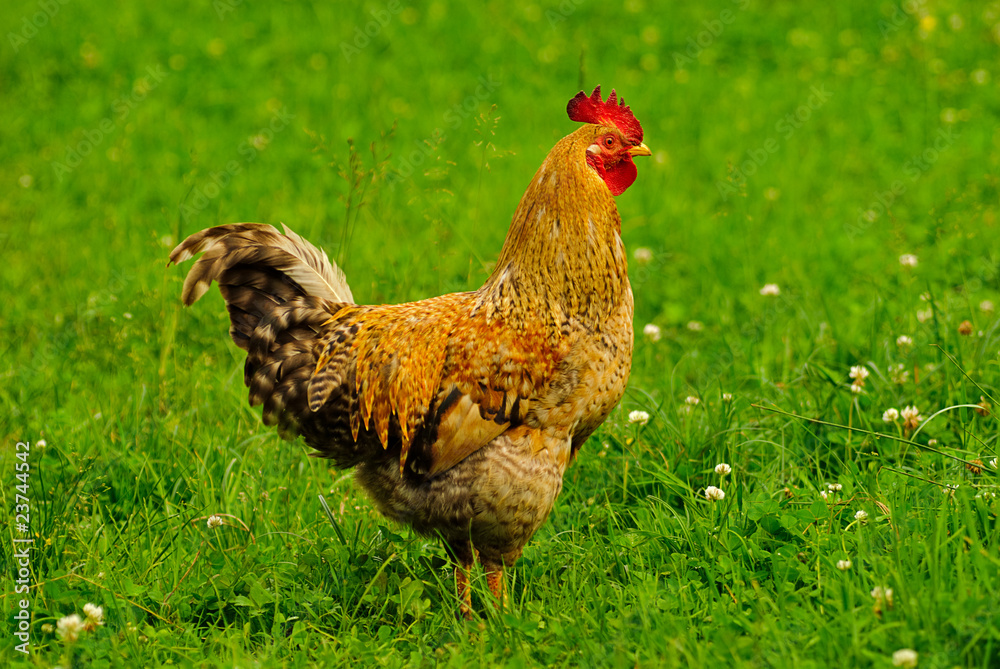 Fototapeta premium Cock