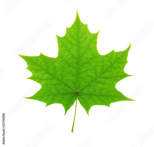 Green maple leaf