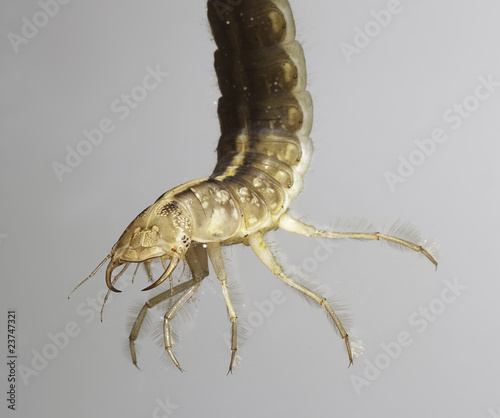 juvenile beetle larva or nymph