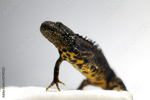 male great crested newt adult endangered amphibian