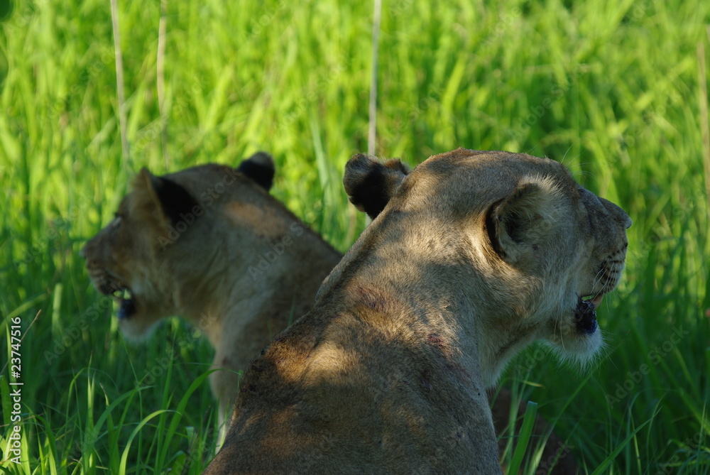Fototapeta premium lionne à double tête