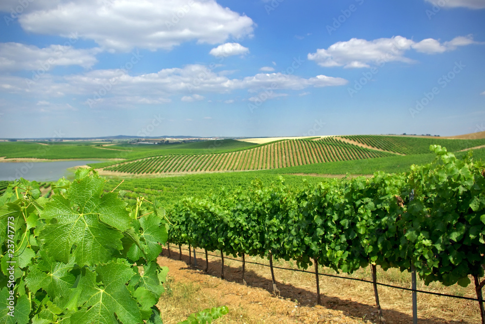 Naklejka premium Vineyard at Portugal, Alentejo region.