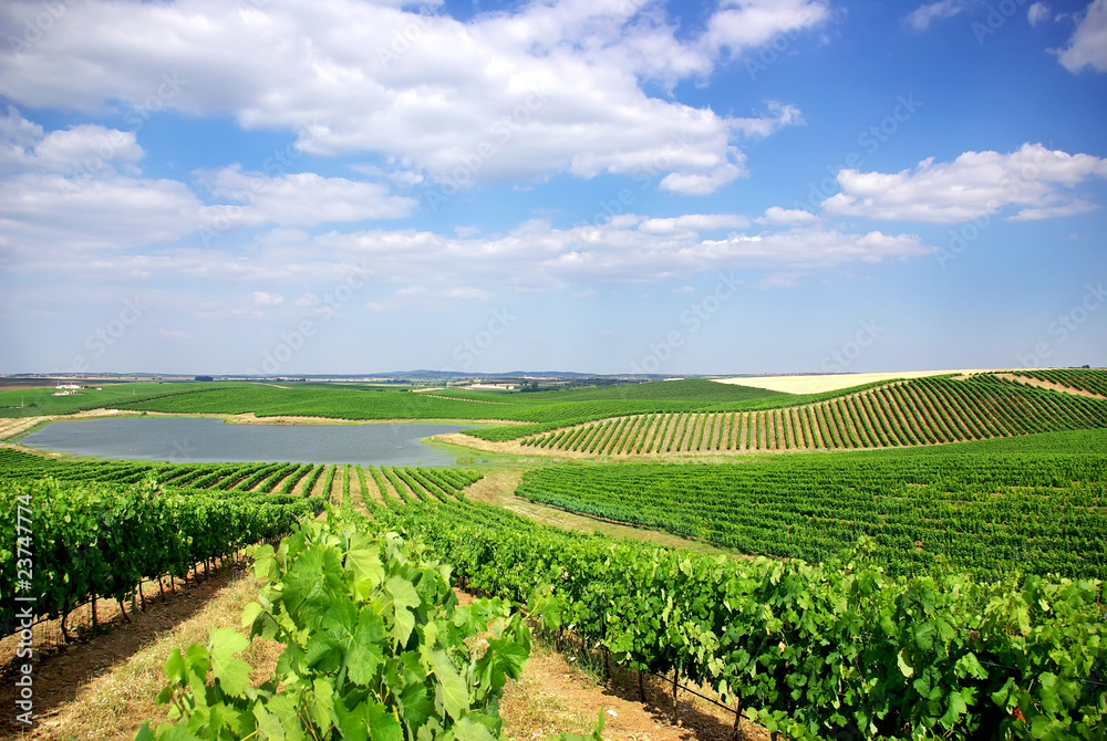 Vineyard at Portugal, Alentejo region.