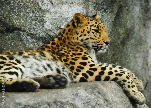 Jaguar resting