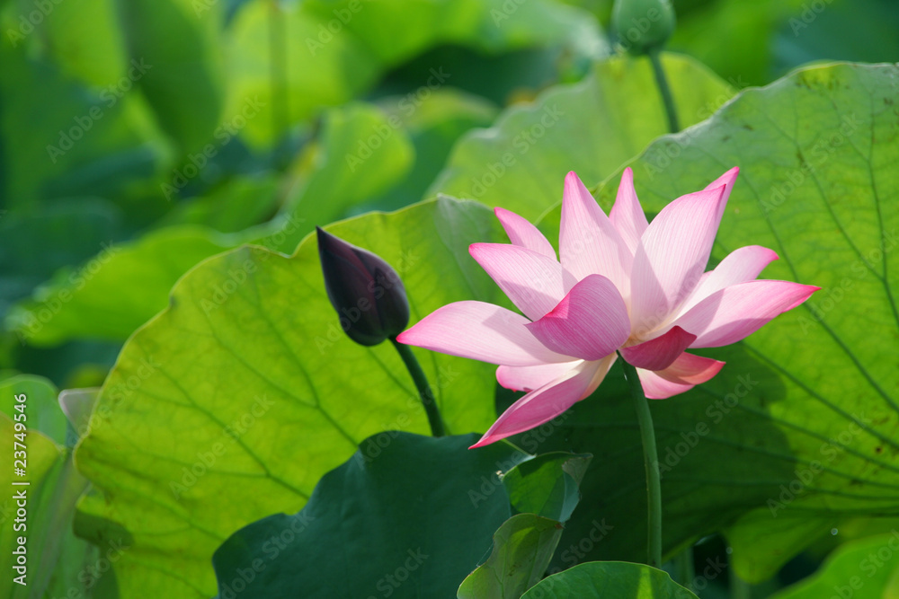 Lotus