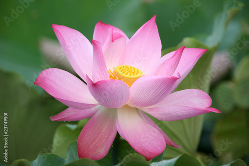 Obraz na płótnie lotus flower blossom w salonie