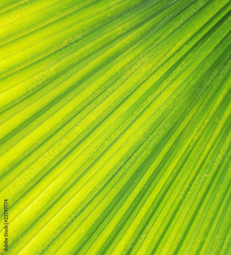 Palm leaf texture