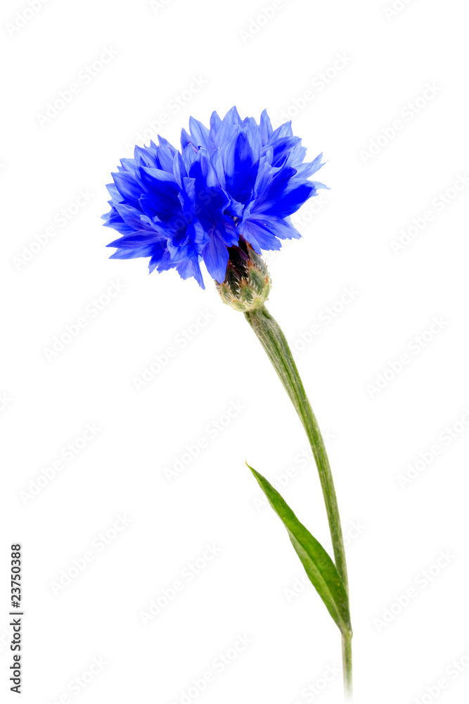 One blue flower One blue flower
