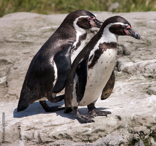Humbouldt Penguins