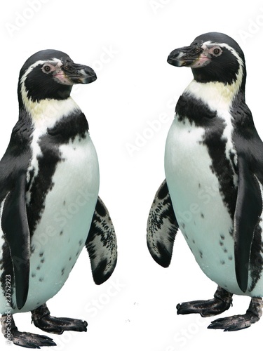 Zwillings-Pinguine