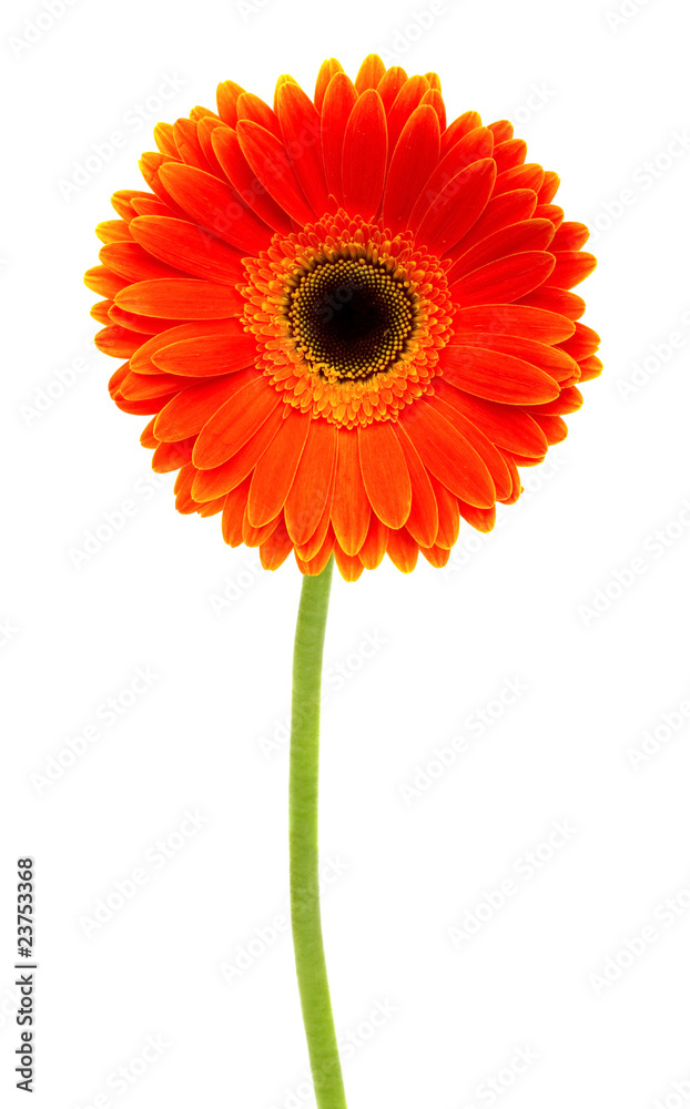 orange gerbera