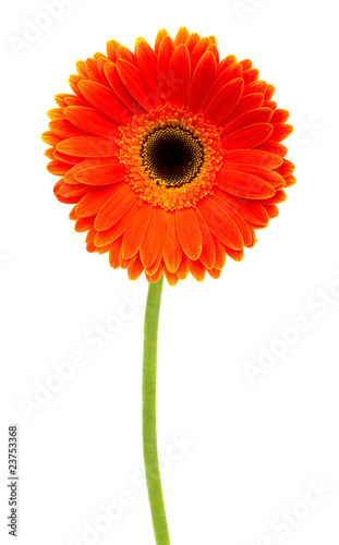 Obraz na płótnie orange gerbera w salonie