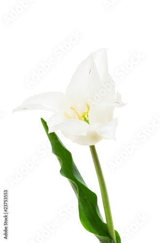 Fototapeta Naklejka Na Ścianę i Meble -  Lily flowered tulip  White Triumphator