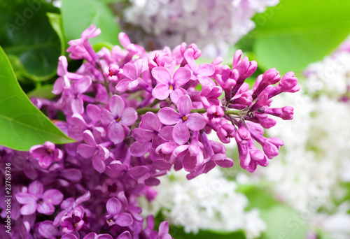 branch of lilac closeup