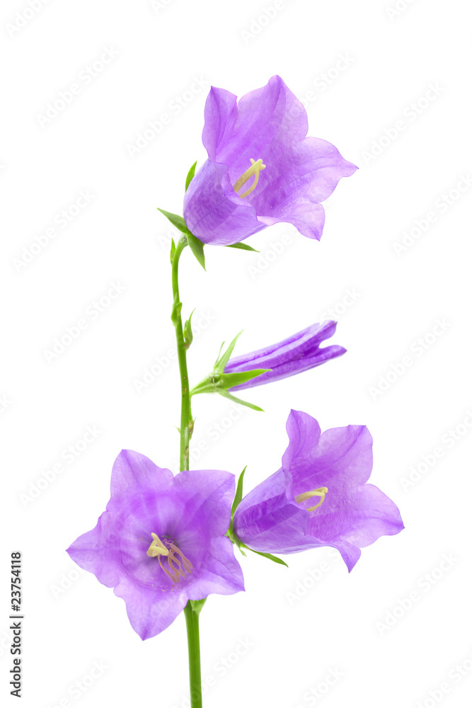 bellflovers isolated on white