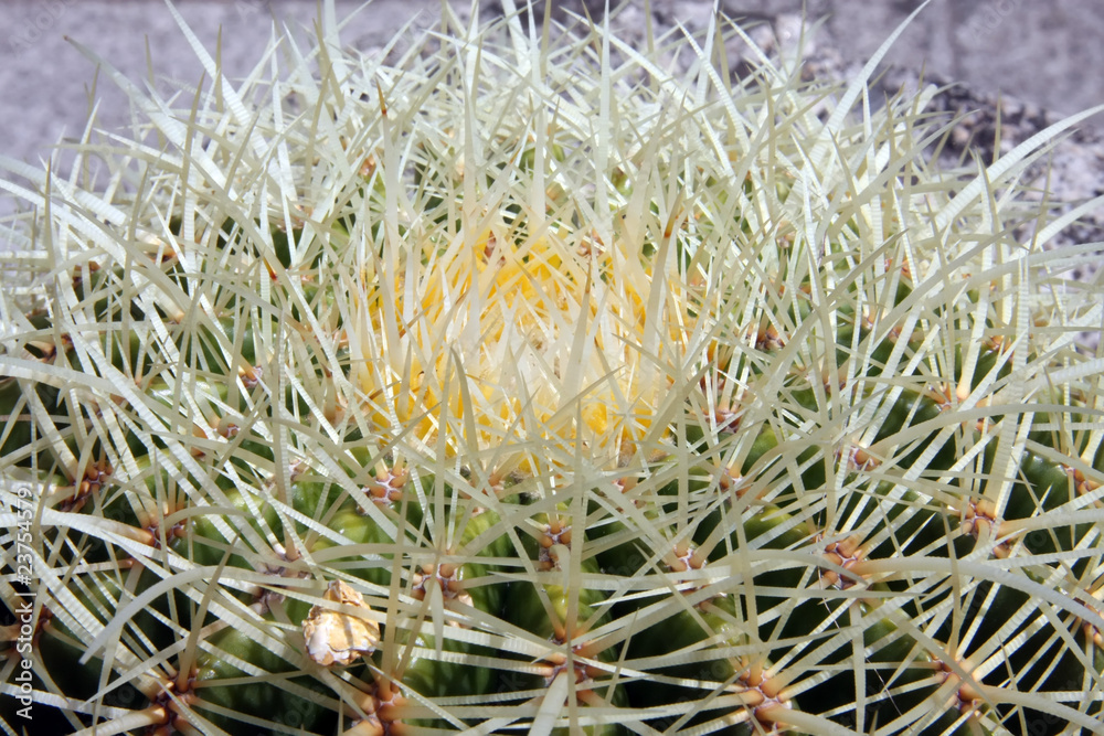 Fototapeta premium cactus