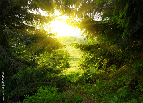 Green forest with sun ray