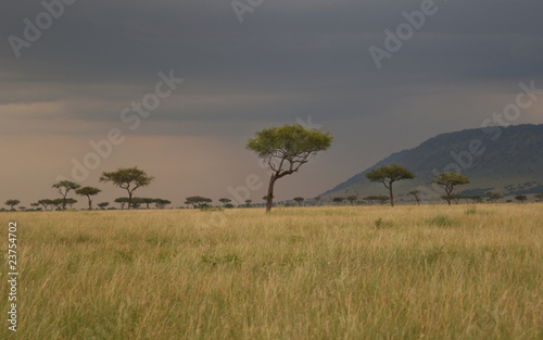 Afrika Savanne Masai Mara Kenia
