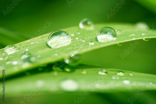 Green grass with raindrops