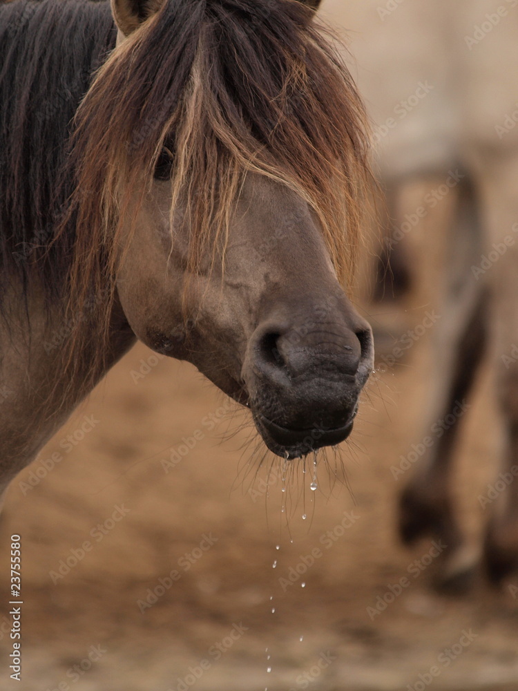 Obraz premium Dülmener Wassertropfen