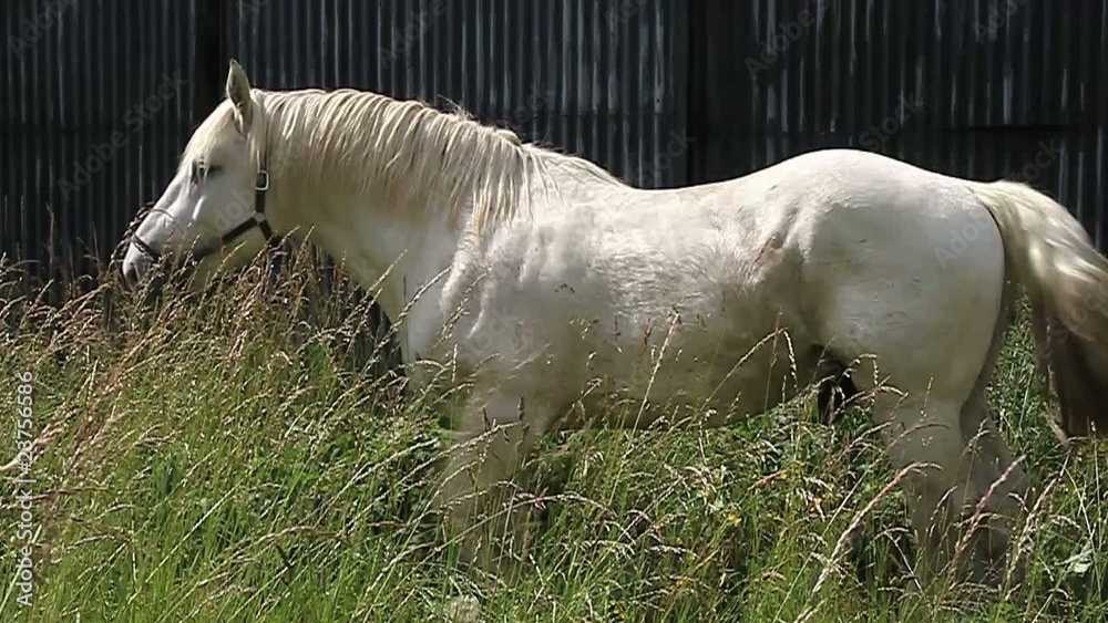cheval blanc qui broute dans un enclos