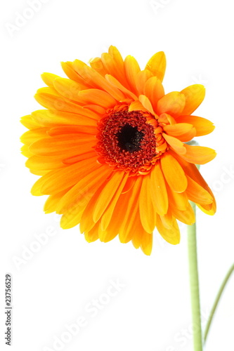 Bright orange gerbera flower