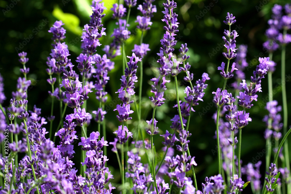Obraz premium Lavender Flower