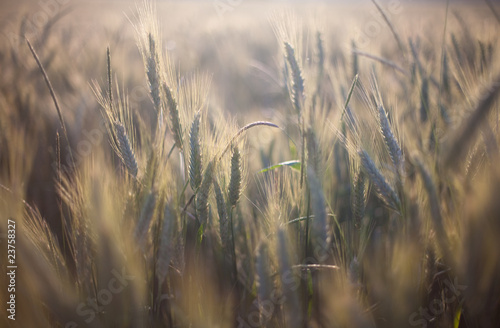 wheat field and evening light