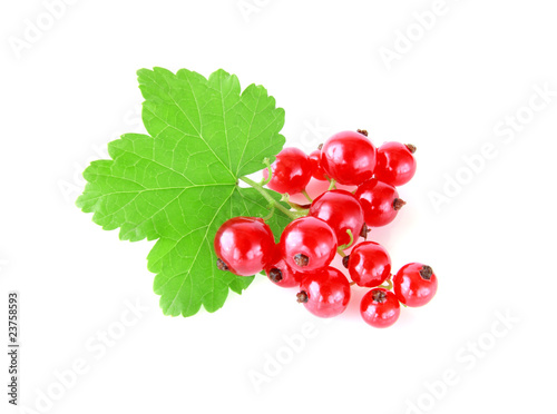 red currant isolated