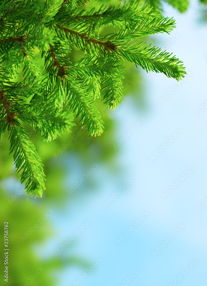 fir branch fir branch