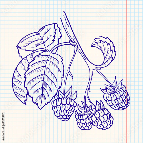 Doodle raspberry