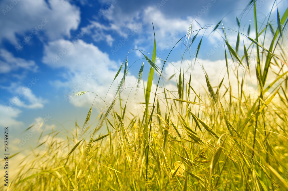 Fototapeta premium Grass
