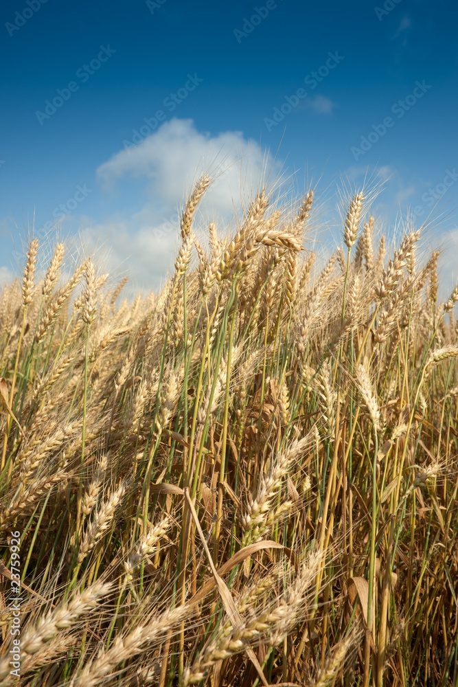 wheat field wheat field