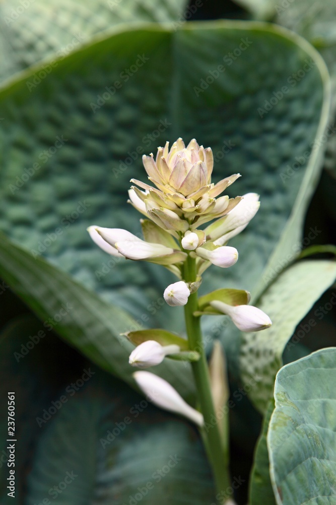 Obraz premium garden detail
