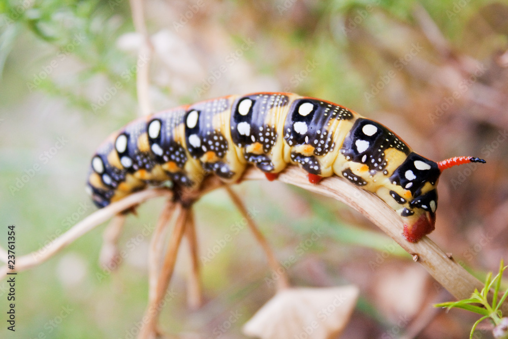 Naklejka premium Black Swallowtail Caterpillar eating, Papilio polyxenes