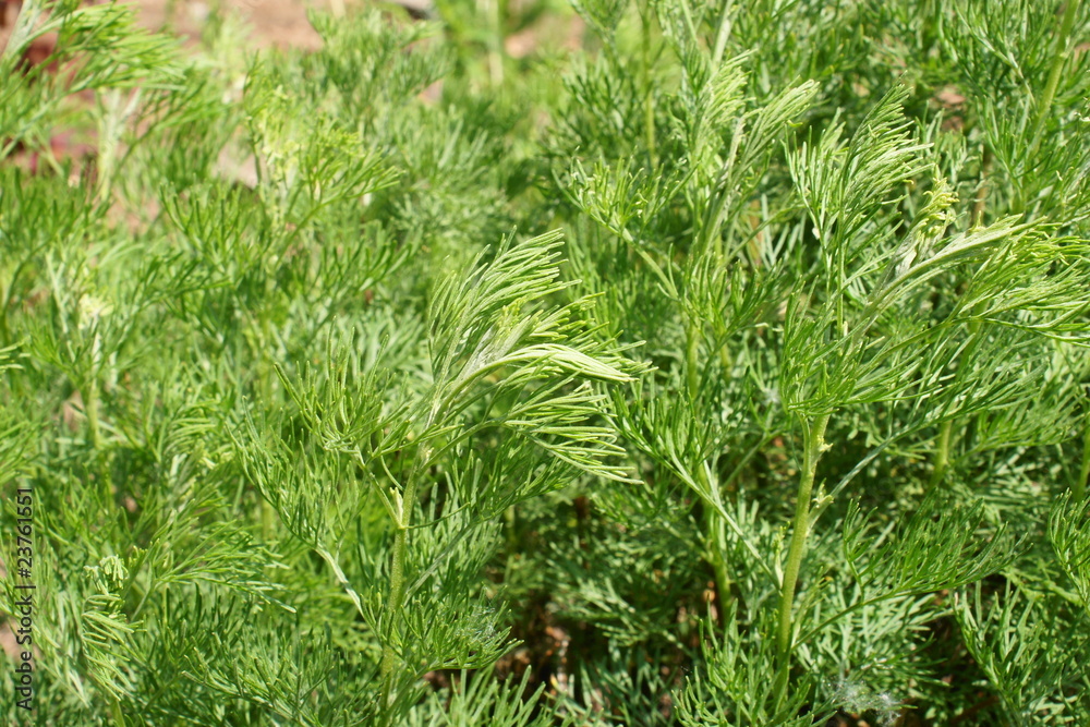 Eberraute StockFoto Adobe Stock