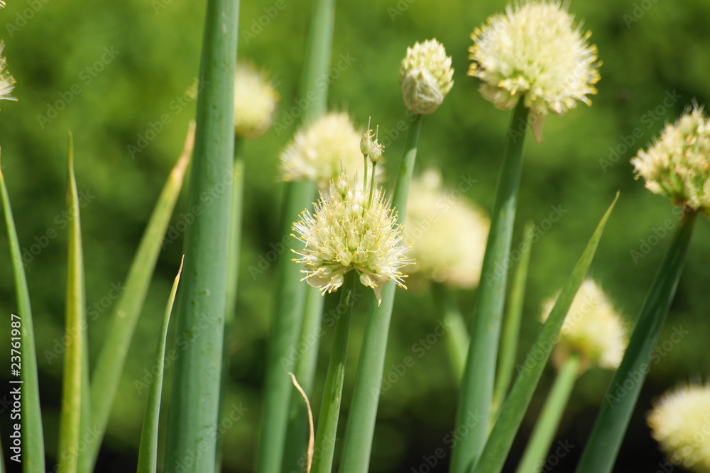 Obraz premium Küchenzwiebel